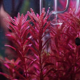 ADA 血紅宮廷 Rotala rotundifolia ‘Blood Red’ IC443